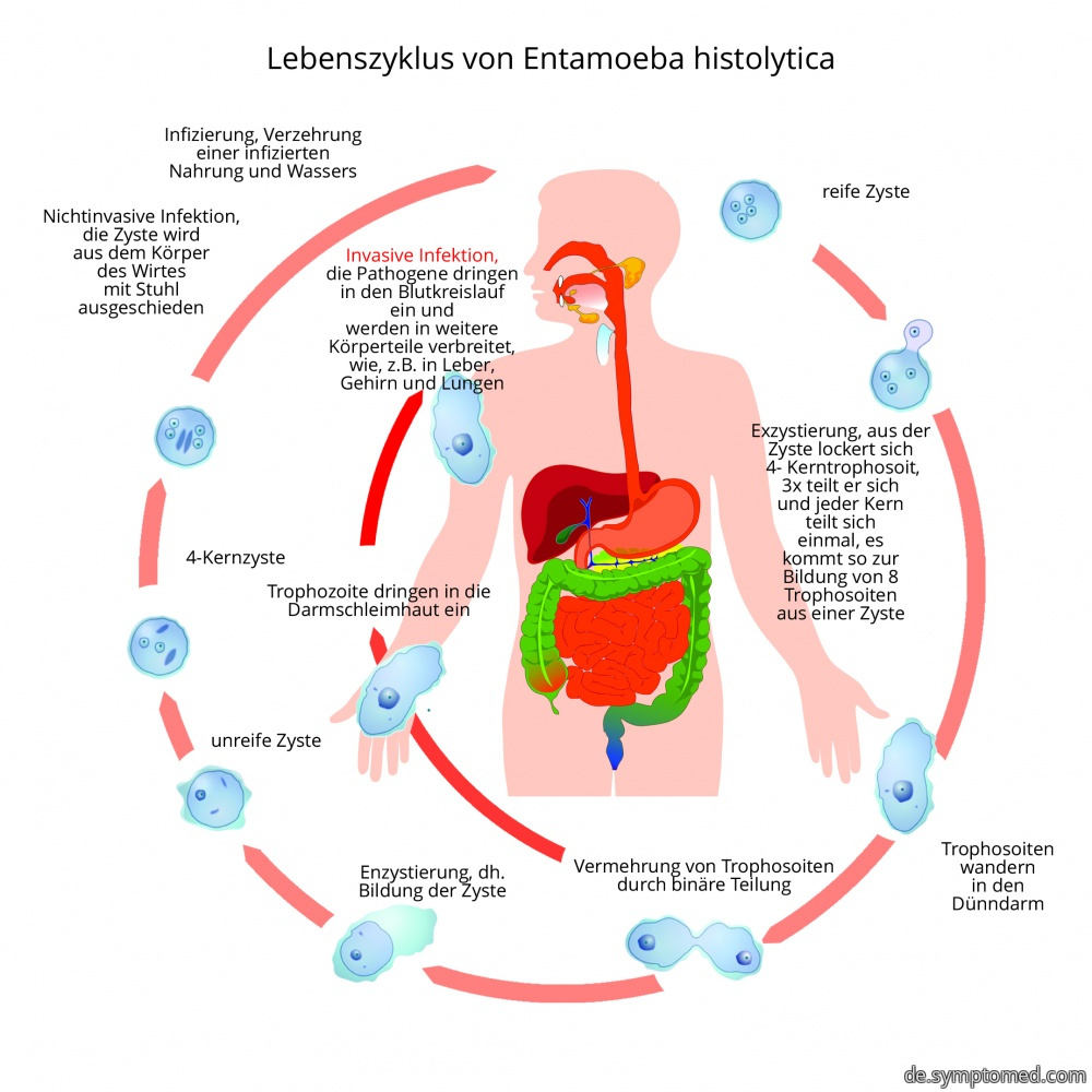 Lebenszyklus von Entameoba histolytica