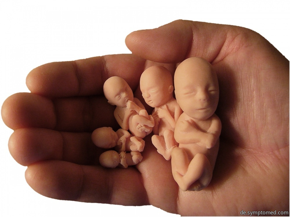Entwicklungsverfahren vom Embryo zur Leibesfrucht