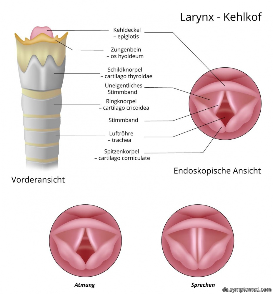 Larynxstruktur