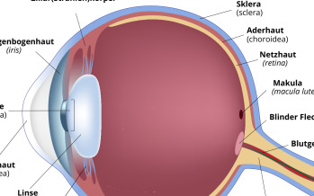 Augen