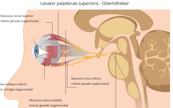 Augenbewegungsnerv