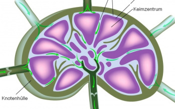 Die Lymphknoten