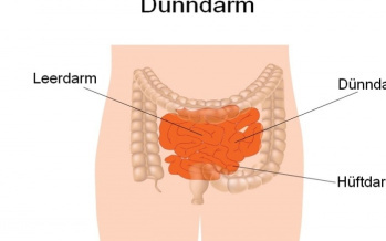 Dünndarm