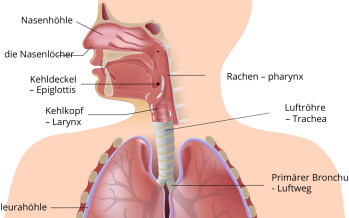 Atmungssystem
