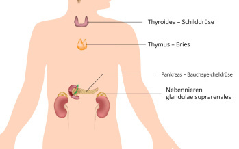 Endokrines System