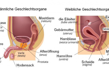 Geschlechtssystem