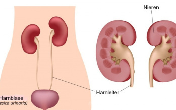 Harnleiter