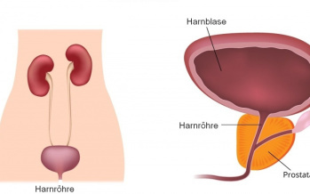 Harnröhre