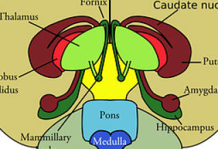 Hypothalamus