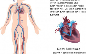 Kreislaufsystem des Menschen