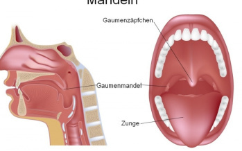 Mandeln