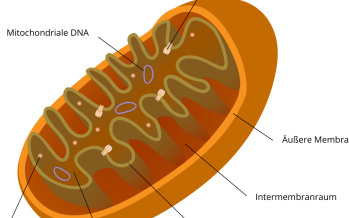 Mitochondrien