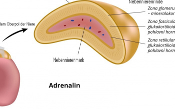 Nebennieren