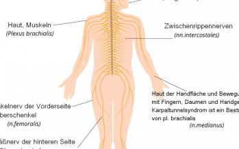 Peripheres Nervensystem