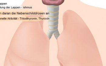 Schilddrüse