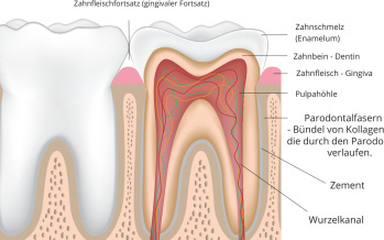 Zähne
