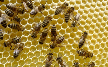 Apitherapie