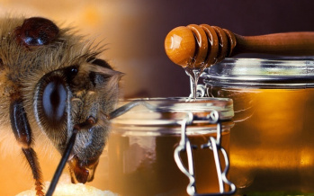 Bienenprodukte