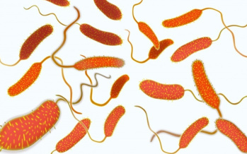 Cholera