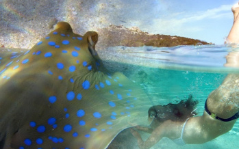 Giftige Fische