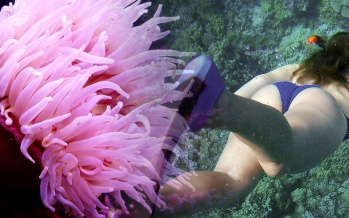 Giftige Seeanemonen