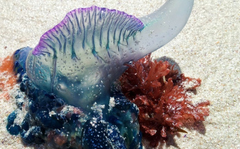 Giftige Tiere im Meer