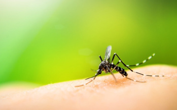 Allergie auf Insektenstich