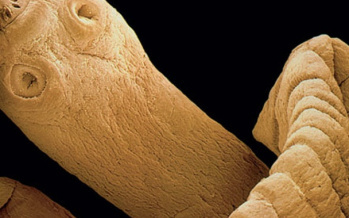 Bandwurm