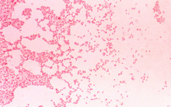 Brucellose