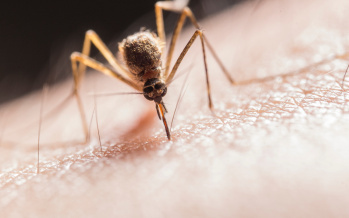 Chikungunyafieber