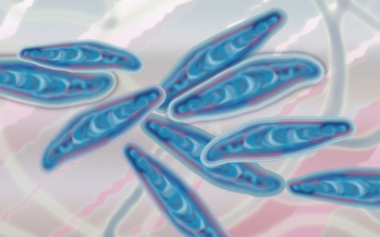 Dermatophytose