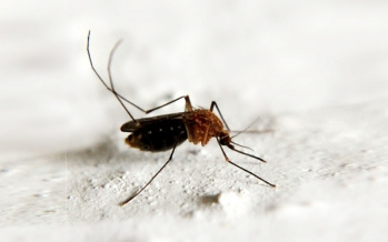 Malaria