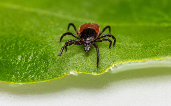 Neoehrlichiose