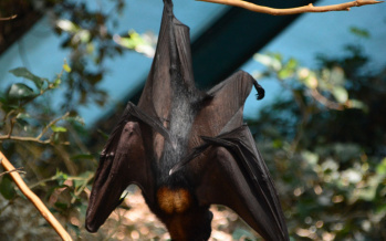 Nipah-Virus