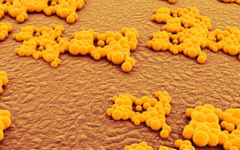 Staphylococcus aureus
