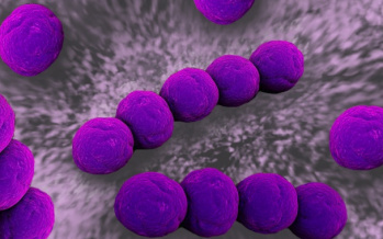 Streptokokke