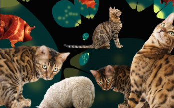 Toxoplasmose