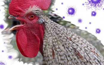 Vogelgrippe