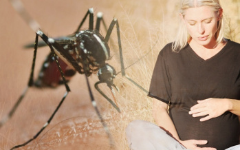 Zika-Virus