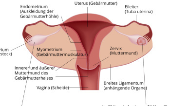 Zyste