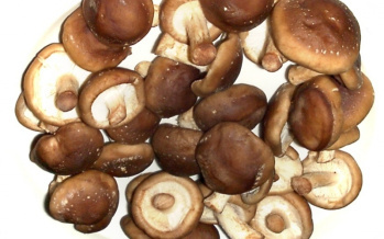 Medizinische Pilze