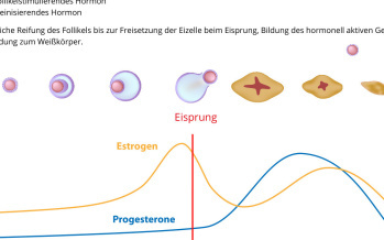 Menstruationszyklus