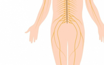 Nervensystem