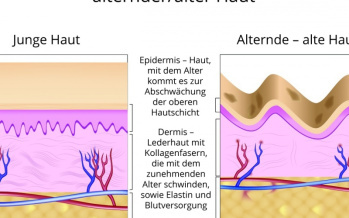 Unterschiede zwischen der jungen und alter Haut