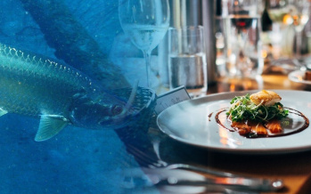 Vergiftung durch passiv giftige Fische