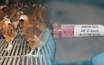 Vogelgrippe