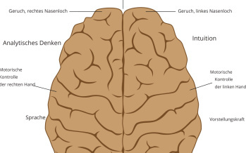 Wie ist der Unterschied zwischen der linken und rechten Hemisphäre des Gehirns?