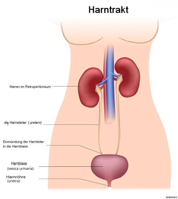 Harntrakt