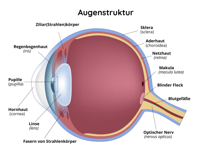 Augenstruktur