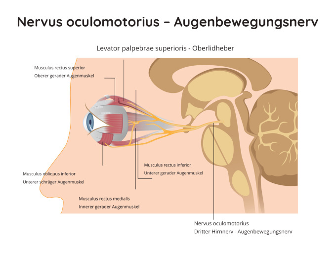 Nervus oculomotorius – Augenbewegungsnerv